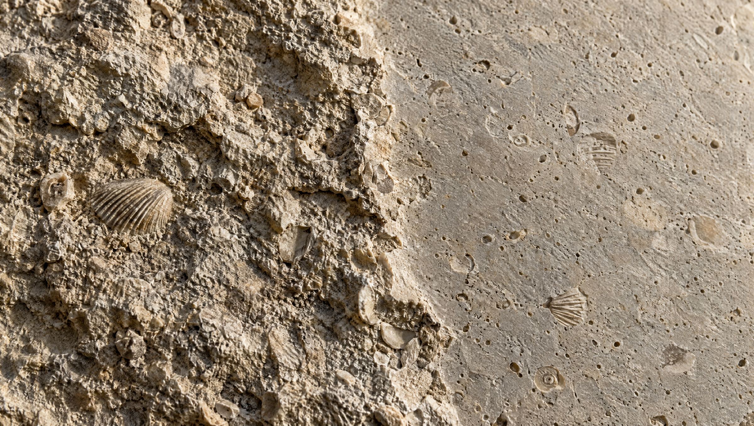 Muschelkalk mit Fossilien, halb bruchrau, halb geschliffen